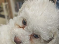 -米苏动物医院·犬猫专科·骨科外科内窥镜