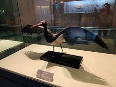 -青藏高原自然博物馆