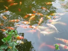 -西湖外事游船(花港观鱼码头)