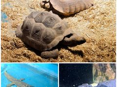 -海合安天津极地海洋公园