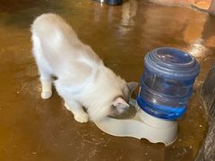 -猫猫幼稚园·撸猫·桌游·电玩