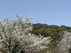 -苏州上方山国家森林公园