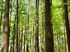 -上海共青森林公园