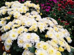 -上海市龙华烈士陵园