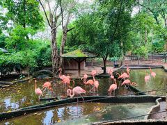 -清迈夜间动物园