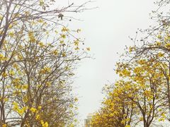 -洲头咀公园