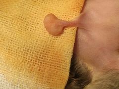 -瑞派名望24h动物医院异宠专科·猫专科·骨科·重症监护分院