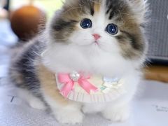 -欣宠猫屋·矮脚拿破仑·蓝金金渐层