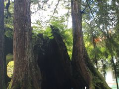 -阿里山神木遗迹