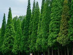 -宜兴龙背山森林公园