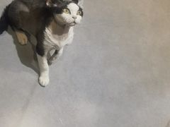 -琪喵猫屋·撸猫猫咖·猫舍