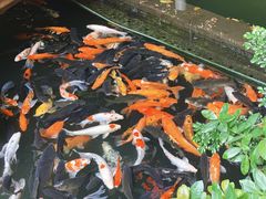 -优之名鹅城