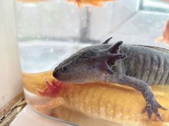 -汤姆熊欢乐世界(大连恒隆广场店)