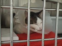 -瑞派·关忠动物医院·猫专科·犬专科(三环新城店)