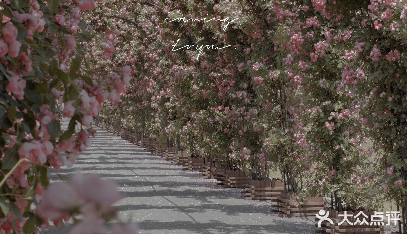 上海花季｜百米月季长廊绽放了，宛如少女的法式梦境