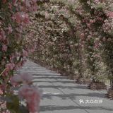 上海花季｜百米月季长廊绽放了，宛如少女的法式梦境