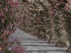 -广富林郊野公园