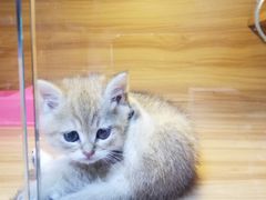 -猫十亿·布偶金渐层·曼基康矮脚猫舍(青年路店)