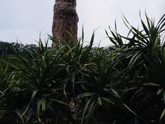 -深圳仙湖植物园