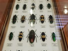 -上海大自然野生昆虫馆(东方明珠·爬宠昆虫探索中心)