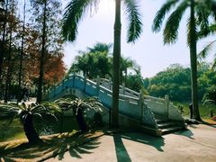 -金花茶公园