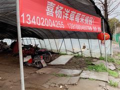 -喜杨洋草莓采摘园
