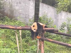 -红山森林动物园