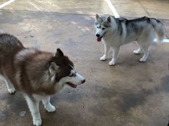 -TrueLove @ Neverland (Husky Cafe)