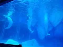 -上海海昌海洋公园-冰山北极馆