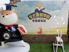 -柴犬高等学院·狗咖·柴犬售卖·宠物训练