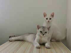 -瑞派福兴宠物医院犬猫全科·骨科·中西医结合(河东店)