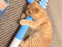 -唐小姐の私宠·宠物洗护美容·撸猫馆·购宠(周浦万达旗舰店)