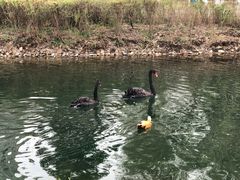 -长白岛森林公园