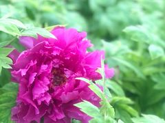 -龙大花卉苗木市场