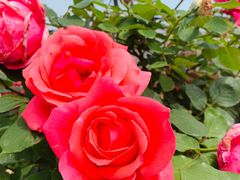 -呼吸森林·生态农庄农家乐私房菜