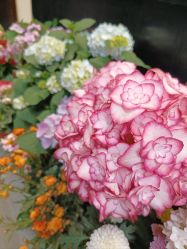 -Oasis Beauty水磨坊科技美肤中心