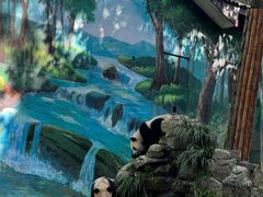 -中国大熊猫保护研究中心雅安碧峰峡基地