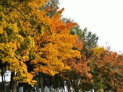 -大兴滨河森林公园