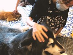 -more than meow吴止猫主题餐厅(承德 中船汇店)