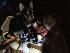 -全心全意连锁动物医院·微创中心·内科急重症·心脏专科(丰管路店)