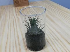 -暮蝉冰粉