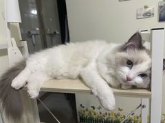 -lincat·猫舍(广州店)