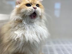 -lincat·猫舍(广州店)