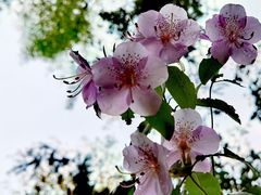 -瑞安圣井山景区