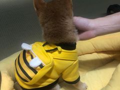-逗柴咖啡屋·狗咖猫咖宠物桌游