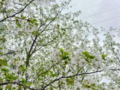 -西北湖绿化广场