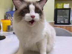 -瑞鹏宠物医院·骨科·猫科·内科(第一中心)