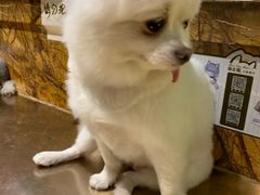 -more than meow吴止猫主题餐厅(承德 中船汇店)