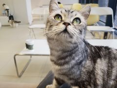 -怪兽屋·羊驼·猫咖·狗咖(俊华广场店)