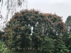 -白鹭湾湿地公园